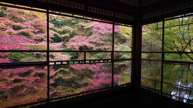 5~6日目・瑠璃光院、雨林舎、イカリヤ食堂など【紅葉の京都で食欲の秋 15泊ロングステイ vol.3】