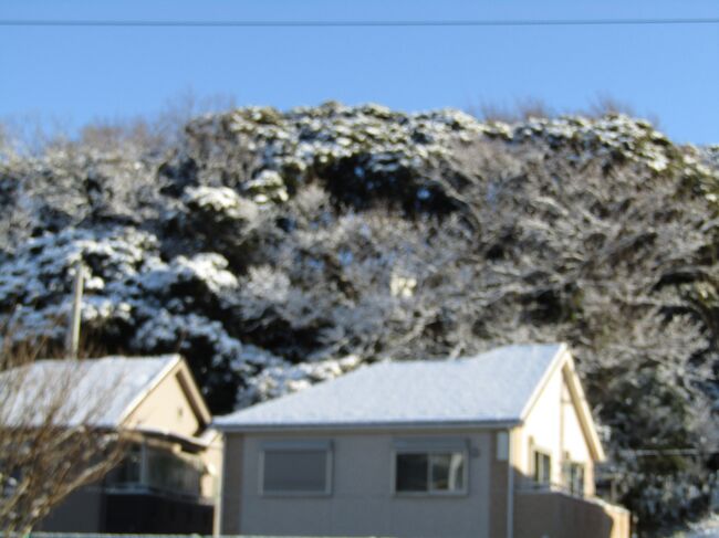 　戸塚区上倉田町にある明治学院大の森には楠などの常緑樹と晩秋に葉を落とす広葉樹が残されている。<br />　その常緑樹の葉には雪が積もり、広葉樹の落葉した枝にも雪が着いている。その対照的な景色には目を奪われた。<br />　なお、常緑樹には小鳥が群れているが、街にはカラスが幅を利かしている。カラスも犬と同じで雪にはしゃぐのか？<br />（表紙写真は明治学院大の森の雪景色）