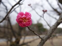 20220107-1 京都 京都御苑の花便り、と、梨木神社の染井とか