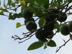 【沖縄グルメ】柑橘類が美味しい季節になりました