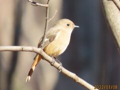 森のさんぽ道でバードウオッチングしました②その1)メジロ、ジョウビタキ、シジュウカラ