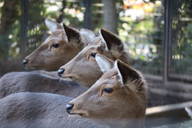 夢見ヶ崎動物公園 - 動物 -