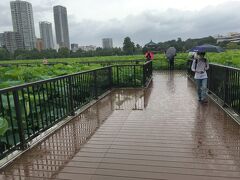 台東区・不忍池蓮見会 (前)