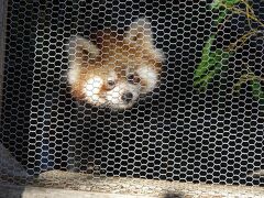 作成中　釧路市動物園