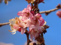 1月9日に見た冬桜