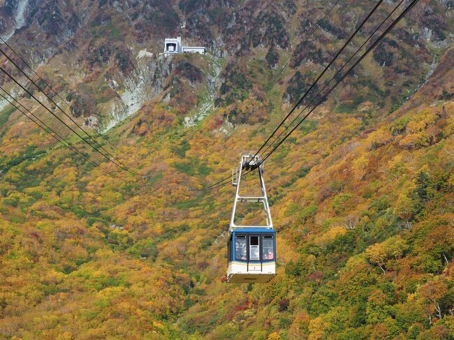 黄金色！ジャストシーズンの立山・黒部ダム（長野・扇沢から）