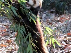 2022年動物園初詣は埼玉こども動物自然公園（前編）レッサーパンダのお外みやびちゃん＆室内の可愛いハナビママ＆レッサーエリアご近所の動物たち