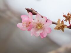 1月10日に見られた十月桜