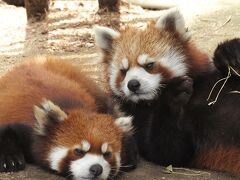 北海道の動物園と水族館めぐり4【旭山動物園 2019/06】