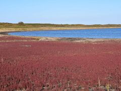 ワッカ原生花園のサンゴ草とサロマ湖鶴雅リゾート2021～青い内浦に接する真紅の絨毯～（北海道）