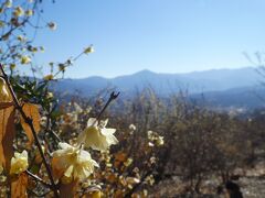 2022年　新年初のハイキングは神回りコースで宝登山へ　今年のロウバイはちょっと早いかも