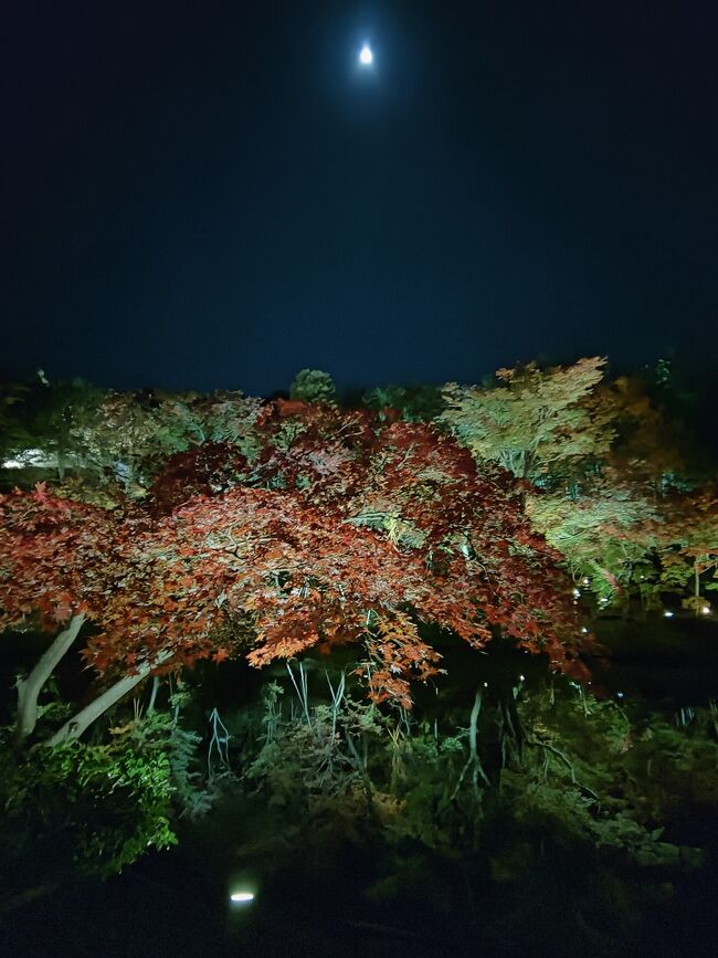 京都でハイアットリージェンシーに泊まる　その4「高台寺・圓徳院　夜間特別拝観」