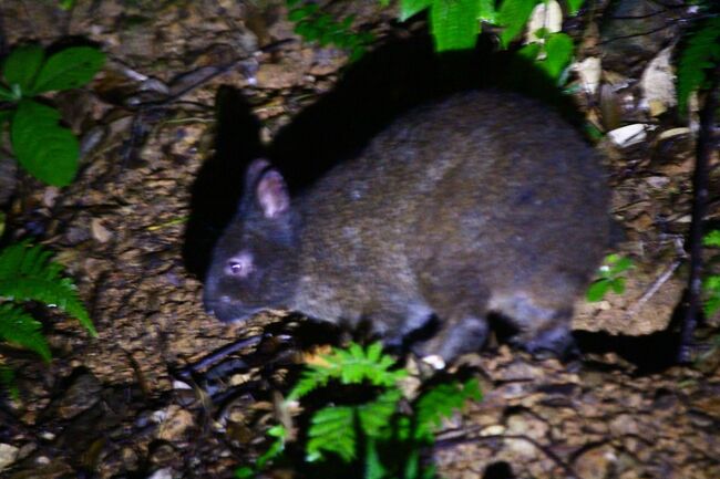 「野生動物観察ナイトツアー」でアマミノクロウサキに出会えて感動!翌朝、完璧なダブルレインボーに遭遇してから加計呂麻島を駆け足で巡り、最終日にようやく青空の下でコバルトブルーの海を眺めることができました