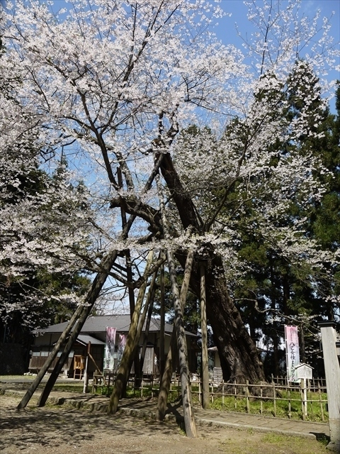 置賜桜回廊・その１（朝日町～白鷹町）