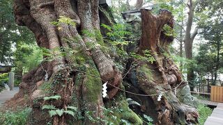 動物触れ合いまくり～千.東.静.神5