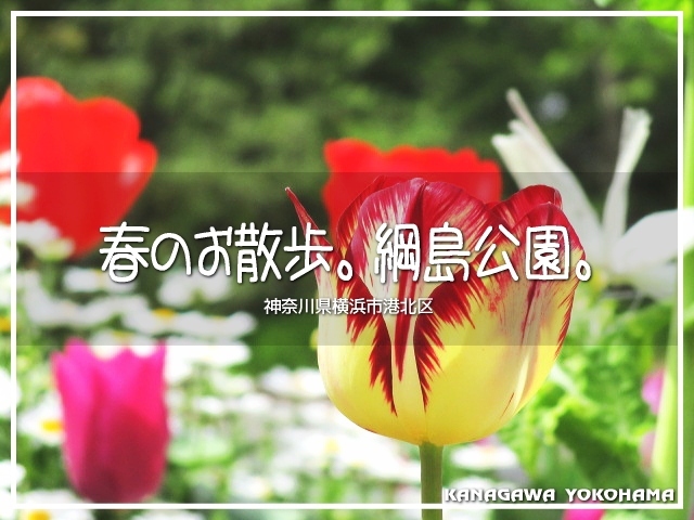 久しぶりの公園さんぽ。<br />今日は横浜市の港北区。<br /><br />桜咲いてるかなー？(*´▽`*)<br /><br />▽使用機材：CANON IXY 150