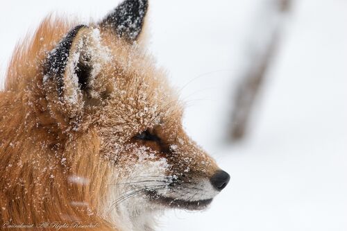 もこもこキツネがいっぱいのキツネ村』白石(宮城県)の旅行記・ブログ