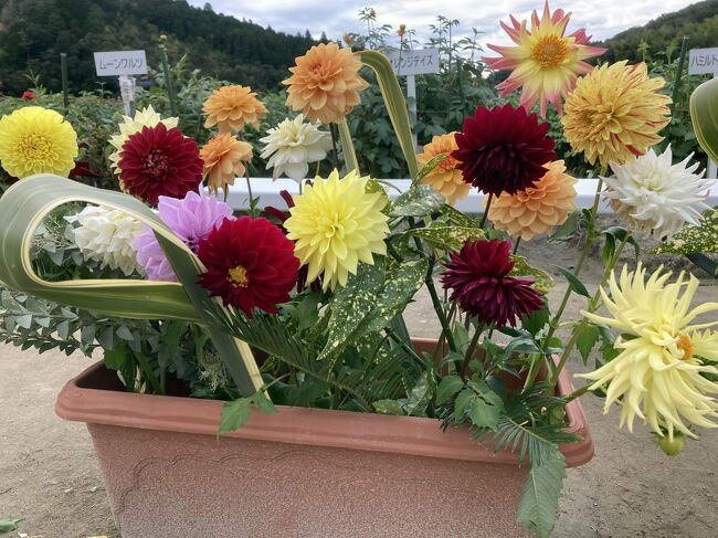 先週は亀岡の夢コスモス園を見てきましたが、秋の気持ちの良い天気の休日、引き続きの「花シリーズ」です。<br /><br />9月20日に妙見山の「ほんたき 山のカフェ」の帰り、黒川ダリア園に立ち寄ったのですが、閉園時間を過ぎており見学できませんでした。<br />帰って調べると、川西、宝塚の北部はダリアの産地らしく、夏に宝塚の伊和志津神社で「ダリアの手水」を見た際に思いましたが、大輪の色鮮やかな花は、凄くインパクトがあります。↓<br />https://4travel.jp/travelogue/11707859<br /><br />特に宝塚のダリアは有名で、2020年に宝塚市議会で請願が採択され、2021年3月25日にスミレに加え、ダリアも宝塚市花として選定されました。<br />請願が提出された事に伴い「ダリアに関するアンケート」を市民に実施した所、賛同コメントが多く、宝塚歌劇ゆかりの歌「すみれの花咲く頃」等を通し宝塚市のイメージとして定着した春の「すみれ」に加え、産業としての実績、歴史があり見た目も華やかな夏・秋のダリアと両輪で、1年を花で彩る「花のまち宝塚」のイメージアップに繋げたい思いがあるようです。<br /><br />宝塚市北部の佐曽利地区では、1930年から栽培が開始され、1935年に「佐曽利園芸組合」を設立、戦時下においても生産が続けられ、ピーク時の1970年頃には300万球の球根を生産する一大産地となったようで、現代でも約60万球の球根生産し、全国トップクラスのシェアを誇っているようです。<br /><br />ダリアの季節も終わりに近づいているようで、訪問日は開園日も近づき、花の盛りは過ぎていましたが、沢山の種類のダリアを見る事ができました。　　　　　　　　　　　　　　　　　　　　　