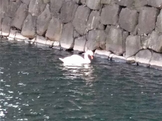 通院のついでに、東京駅の八重洲周辺と、丸の内、皇居まで歩きました。<br />アーティゾン美術館も入りたかったですが、あいにく展示替えの休館中でした。<br />「八重洲ワイン倶楽部」で昼食を食べたあと、丸の内に行きました。<br />皇居まで行ったところで、スマホのバッテリーが切れて写メが撮れなくなって、旅行記は中途半端で終了してしまいました。<br /><br />※ 投稿後すぐに「潮来メジロさん」が鳥の名前を監修してくださいました。いつも本当にありがとうございます m(_ _)m