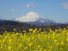 吾妻山公園　菜の花と富士山　２０２２