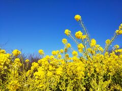 冬来りなば春遠からじ － 菜の花畑を見に二宮町へ