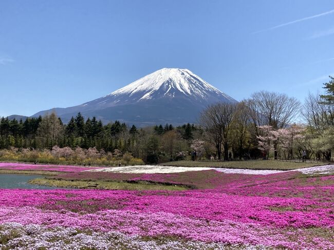 富士山と芝桜を眺めて