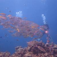 怒涛の沖縄月間（１１）瀬底島ダイビング・青い海のお魚たちに癒されて