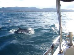 年越しの旅（１）天草で海が荒れる中をイルカウォッチング・クルーズに参加・・・