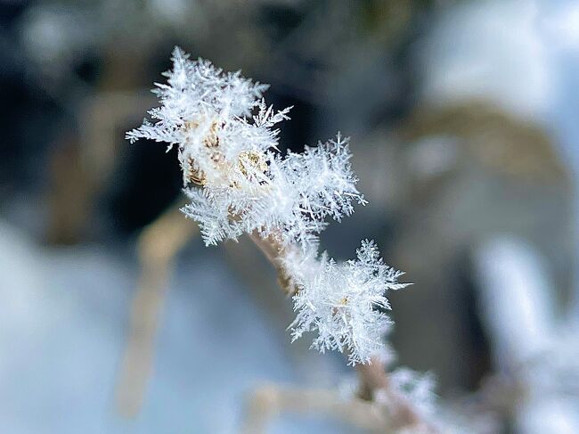 巣ごもり日記　2022　排雪が追いつかない！