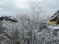 鶴見岳の霧氷がきれいでした