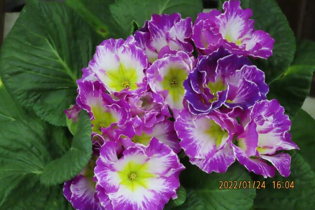 1月24日、午後4時頃にふじみ野市西鶴ケ岡地区にあるビバホーム内のガーデンセンターを訪問しました。早春を彩る花を見るためです。　プリムラ、マーガレット、ミニ胡蝶蘭、サイネリア、シンビジュウム等が見られました。<br /><br /><br /><br /><br />*写真はプリムラポリアンサ