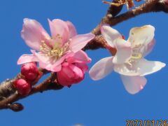 久し振りに見られた冬桜