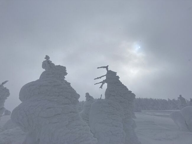 かつてスキーに夢中だったころ、各地のスキー場へ白銀を追いかけ冬を楽しんでいましたが、今、唯一心残りなことが。それは蔵王スキー場の樹氷高原を滑っていないこと。当時、観光パンフレットや写真でみる蔵王スキー場の光景は素晴らしく憧れていました。しかし、機を逸し、いつしかスキーにも距離を置く生活に。<br />ちょっと年齢を重ねた今、板を履いてゲレンデに立つには何年ものブランクもあり、樹氷高原の滑走はあきらめ、往復ローープウェイを使う樹氷鑑賞を選びました。<br /><br />数年前から樹氷の木、アオモリトドマツが、難しい名前の害虫（トウヒツズリヒメハマキ）の被害に会いダメージを受け、木がやせ細っていると聞いていました。奥羽山脈の特殊な気候が生み出す、世界でも類をみない珍しく美しい樹氷の再生に取り組んでいる現在、元の姿に戻るには１００年以上、とも聞きます。<br />あなたたちが美しい時にこられなくて、ごめんなさい！！<br />昔を知らなくても、今年は雪の量も多く、樹氷は立派に成長していました。その景観は素晴らしかった。<br /><br />蔵王に行く前に、新幹線ハヤブサにのって、前泊は平泉。中尊寺にもよりました。