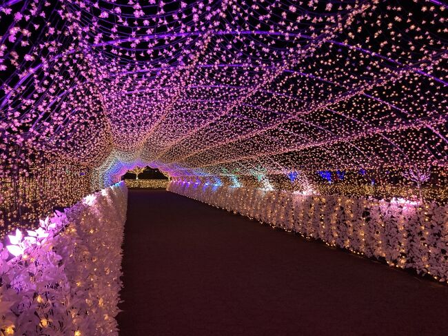 大井競馬場メガイルミ☆オーロラと噴水と桜トンネル