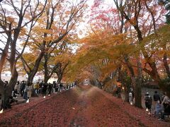 河口湖紅葉まつりライトアップ＆ブドウ狩り