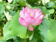 山鹿～菊池～阿蘇　蓮子・地産地消グルメ・阿蘇山なみハイウェイ・阿蘇神社の神水巡り旅　その1