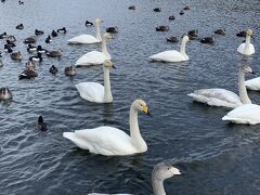 裏磐梯グランデコ東急ホテル　会津東山温泉くつろぎの宿新滝　月岡温泉摩周　猪苗代湖　升潟白鳥LOVE!②