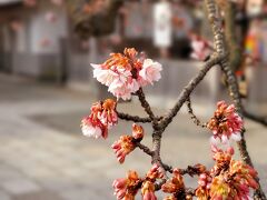西新井大師の寒桜と　スカイツリーでワクチン接種