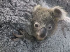 2022年度年始４ヶ日の埼玉こども動物自然公園（後編）コアラ舎＆カンガルーコーナー：ダブルベビーだけではないコアラの魅力＆団子状態クオッカ
