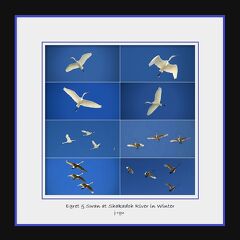 ◆青天を翔べ！！釈迦堂川の白鷺＆白鳥