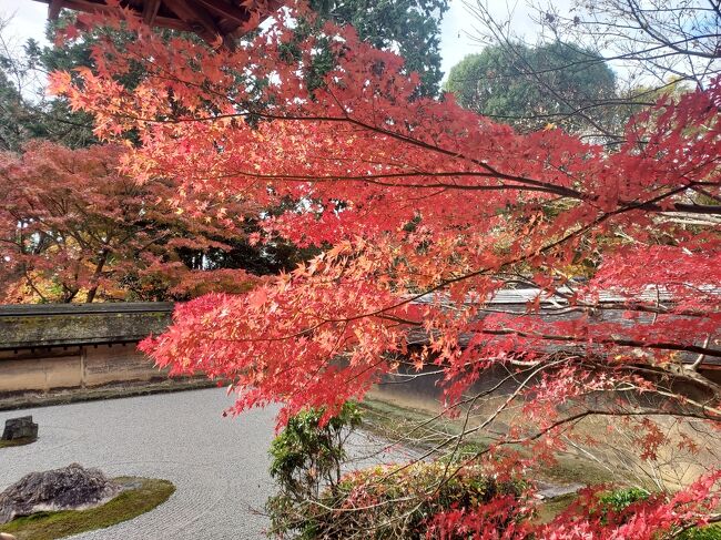 京都に長期滞在して毎朝ジョギング。京都は、近いところに世界遺産もたくさんあるので、毎朝楽しめます。<br /><br />秋から冬にかけていったところの写真です。