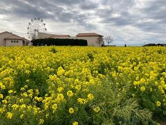 菜の花を観に三浦半島「ソレイユの丘」へ。でも、寒すぎた～。