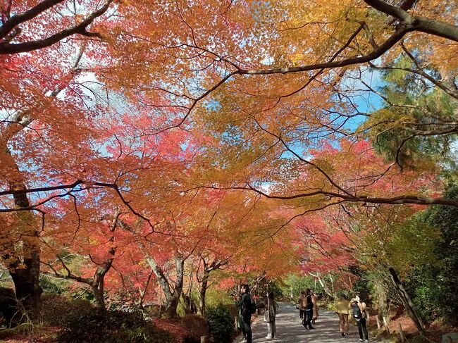 関西２０２１秋旅行記　【２１】龍安寺１