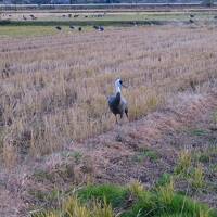 九州で子連れ鳥見旅行！出水でツルを見る