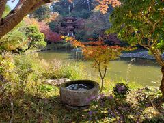 母・弟と行く秋の浄瑠璃寺～可愛いニャンコたちに癒される!(^^)!