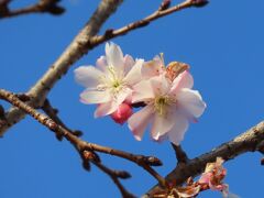 2月1日に見られた冬桜