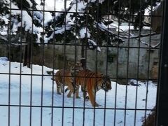 旭川で動物まみれ３　冬の動物園は猛獣がアクティブアゲイン