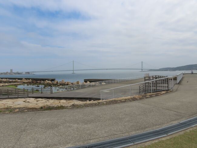 2021年4月3日(土)2時半前、中崎遊園から国道28号線を渡って大蔵海岸公園へ。ちなみに国道28号線は神戸と徳島を結ぶ国道。1952年に新道路法に基づき定められたが、一部国道フェリーだったので、明石海峡大橋と大鳴門橋開通でその部分は欠落している。で、大蔵海岸は古来から白砂青松の海岸として有名で、海水浴などの観光客で賑わっていたが、海岸線に国道28号が建設された際に、護岸が堤防と消波ブロックで固められ、海に近づくのは釣り客程度という状態になった。しかし、明石海峡大橋を眺望する絶好の場所であることから海浜公園として再生させることとなり、1993年から埋立が始まり、1998年に供用が開始された(下の写真1)。明石海峡大橋と淡路島を間近に望む、面積約32ha(埋立地約19ha、海浜約13ha)の緑豊かな海浜レクリエーションゾーン。明石海峡大橋は1998年に供用開始された世界最長の吊橋で、何度か渡ったことあるし、主塔に登ったこともある(下の写真2)。この橋が架かる明石海峡は最狭部幅が3.6kmで深さは最深部で約110mある。瀬戸内海東部、大阪湾と播磨灘の間に位置。船で西から大和(古代の中心地)を目指してくると入り口に当たることから、古くは明石大門と呼ばれていた。大阪湾と播磨灘・淡路島と本州が交わるこの海峡は、古くからそして現在も陸海空すべての交通の要衝となっている。激しい潮流があり、それは豊かな海の幸をもたらしており、播磨灘の1km四方の年間漁獲量は37.8tととてつもなく高い(日本海は1t未満)。古来から風光明媚な地としても知られ、藤原定家の百人一首の歌「来ぬ人を松帆の浦の夕凪に焼くや藻塩の身もこがれつつ」など多くの歌や、句が詠まれている。見通しがよい事ということから1999年12月31日の「明石千年の夢まつり」の花火大会や2000年12月31日のインパク(インターネット博覧会)の明石海峡世紀越え行事「ジャパンカウントダウン2001」の会場となった。この「ジャパンカウントダウン2001」の際、JR朝霧駅と大蔵海岸を結ぶ歩道橋で滞留が発生し、軽傷者が出たのだが、この教訓は生かされず、翌年夏の明石市民夏まつりでそれを上回る滞留が発生し、11名が亡くなり、183名が軽傷を負う悲惨な事故が発生したことは忘れられない。以後、ここでの花火大会は行われてない。また、その年末にはその会場となっていた大蔵海岸海水浴場の人工砂浜を散歩中の4歳の女の子が陥没した穴に嵌まり、翌年亡くなると云う、これまた悲惨な事故もあった。この後、砂浜部分は閉鎖されていたが、現在は復活している。この日行ったのはこの海浜公園の西の端の方だけだったが、その人工砂浜がある大蔵海岸海水浴場は約1.5㎞東の、歩道橋事故の起きたJR朝霧駅の南に広がる。幅約60m、長さ約600mで約3万6千平方mある広々とした砂浜で、海水浴、水遊びなどが楽しめる。バーベキュー施設やスーパー銭湯、スポーツクラブなどもあり、東端近くには1999年に堀江謙一さんが太平洋横断をした「モルツマーメイドII号」が恒久展示されている。海水浴場から西、朝霧川を渡った先には24時間スーパーや大型スポーツ用品店、それに多目的広場がある。多目的広場は約5千百平方mあり、人工芝グラウンド、クラブハウス、夜間照明設備が設置され、フットサルやグラウンド・ゴルフなどが楽しめる。その西は海岸線は磯浜と云う大小の自然石や玉砂利を敷並べた約3万5千平方mある人工の干潟、磯場で、水生生物の自然観察などが楽しめるようになっており、国道28号線との間が市民の森や健康広場などがある公園になっている。公園は約3万7千平方mあり、約500本の松が植樹され、かつての白砂青松の海岸が復活している。また、磯浜の真ん中と西にある休憩所は、ヨットの帆をイメージした斬新なデザインとなっている。また、海岸公園の西端には東経135度の日本標準時子午線が通っており、海岸公園から海岸沿いに西に続く大蔵海岸ランニングコースに路面シートがあった。このランニングコースは、東の砂浜前から海浜公園西の明石市役所裏ベランダを折り返す約5㎞のコース。ちなみにこの日本標準時子午線が東経135度に決められ適用されたのは1888年(明治21年)。1884年(明治17年)に世界の時刻の基準となる子午線がイギリスのグリニッジ天文台を通る子午線(経度0度)に決定されたことを受けての決定だった。これ以前は地方時と呼ばれる地方ごとの時刻が使われていたが、これにより日本の時刻が統一された。東経135度が選ばれたのは135が15で割り切れるため。これは地球の一周360度を24時間で割ると15度となり、経度15度ごとに1時間の時差があることになるため。東経135度では世界標準時(経度0度)からちょうど9時間(135÷15)の時差となる。中崎小学校の南のランニングコースを西に進むと明石市役所裏ベランダと呼ばれるところに出る。別名明石海浜ベランダとか中崎展望広場とも呼ばれる釣り人に人気のスポット。落下防止の手すりがあり、綺麗に整備された幅広いベランダになっているので安全性が高くファミリーフィッシングに最適・・・、らしい。私は釣りは分からんので・・・まあ、そんなことに関係なく明石海峡や大橋の眺めは最高。北側にある明石市役所は本庁舎及び西庁舎が1970 年に建設されて以来、増築を重ね、現在は複数の建物に各部署が配置されている(下の写真3)。一番新しく建てられたのは2007年の南会議室棟。帰り道、中崎遊園の西端辺りから北に進み、旧西国街道(山陽道)に出て、西に進んでたら浜光明寺と朝顔光明寺の間に屋台が軒を連ねていた。4時前なので開いてる店は少ないようだったが、ハーモニカ横丁と呼ばれる一帯。機会あれば行ってみたい一角だった(下の写真4)。https://www.facebook.com/media/set/?set=a.7169599703109992&type=1&l=223fe1adec以上で明石探索終了