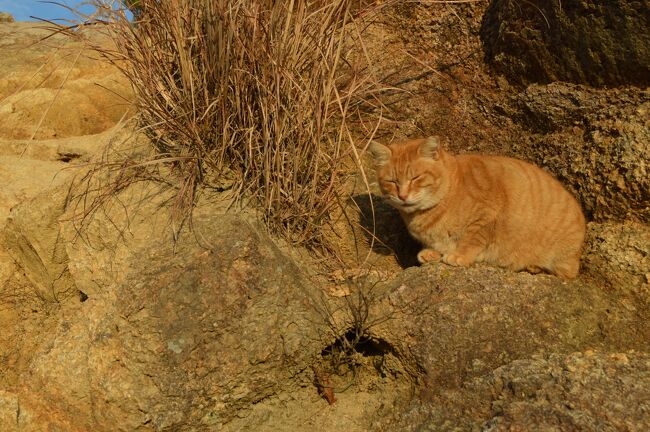 ほんまでっか！？　ハイキング途中に芦屋ロックガーデンで猫を見たと友人から連絡が、猪の子供と見間違えたのでは？？　半信半疑で追跡しました!(^^)!<br /><br />