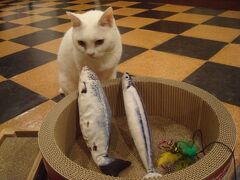 伊豆熱川の猫宿、オーベルジュはせべで猫触り放題。